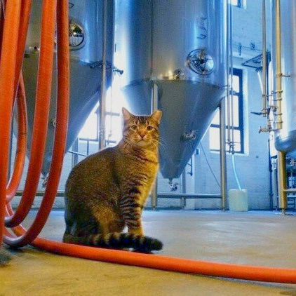 Cats in Your Brewery? Watch Out For an FDA Audit