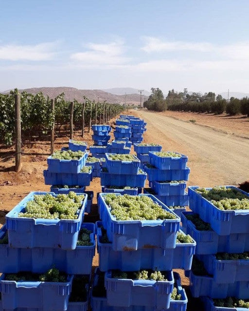 Solid Grape Harvest Container Tote (1 Pallet - Qty 150)