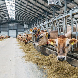 Breweries Embrace Sustainability with Spent Grains for Animal Feed