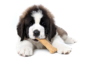 FSMA Preventative Controls for Pet Food Manufacturers